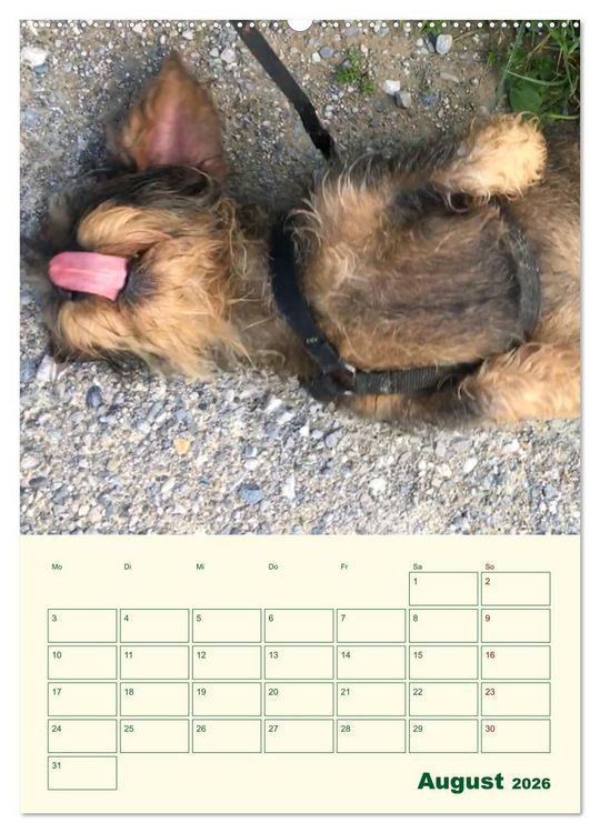 Produktbild: Schorschi &ndash; Ein Jahr mit dem bayrischen Rauhhaardackel (hochwertiger Premium Wandkalender 2026 DIN A2 hoch), Kunstdruck in Hochglanz