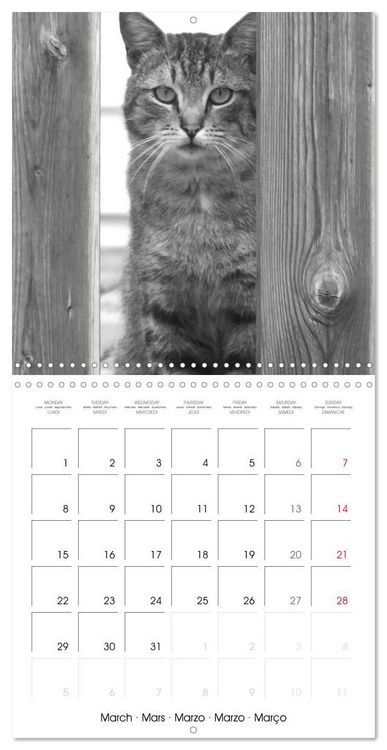 Produktbild: Black and white cat whispers (Wall Calendar 2027 12 &times; 12 Inch) CALVENDO 12 Month Wall Calendar
