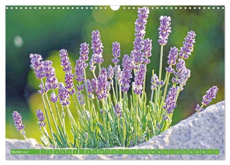 Produktbild: Fleurs du jardin aromatique (Calendrier mural 2027 DIN A3 vertical), CALVENDO calendrier mensuel
