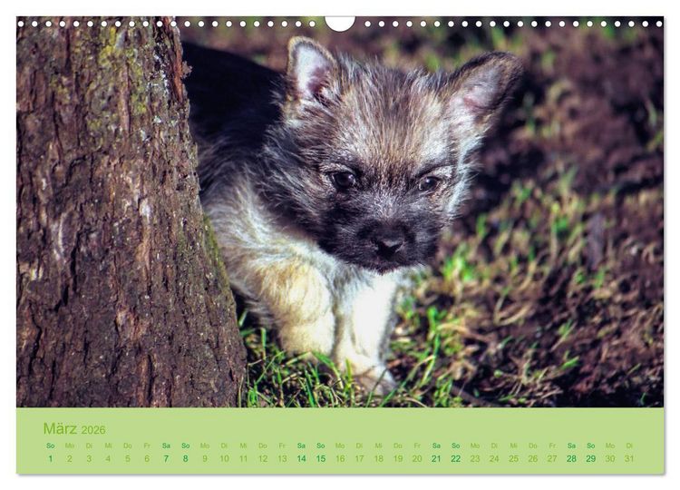 Produktbild: Cairns Forever (Wandkalender 2026 DIN A3 quer), CALVENDO Monatskalender