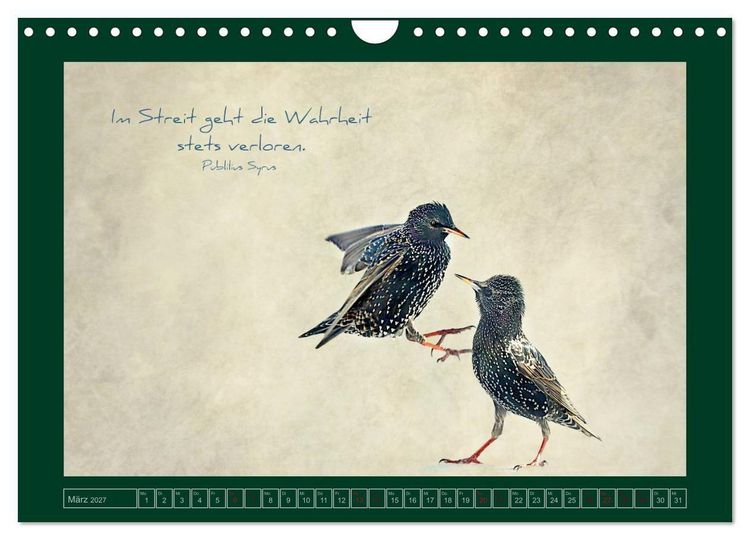 Produktbild: Stare und Weisheiten (Wandkalender 2027 DIN A4 quer), CALVENDO Monatskalender