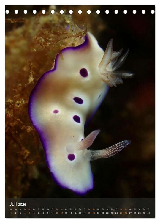 Produktbild: Nudibranches Meeresnacktschnecken aus Nord-Sulawesi (Tischkalender 2026 DIN A5 hoch), CALVENDO Monatskalender