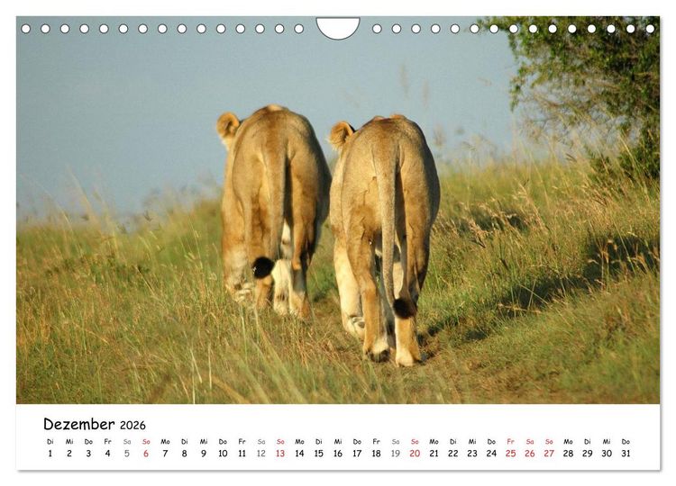 Produktbild: L&ouml;wen Impressionen (Wandkalender 2026 DIN A4 quer), CALVENDO Monatskalender