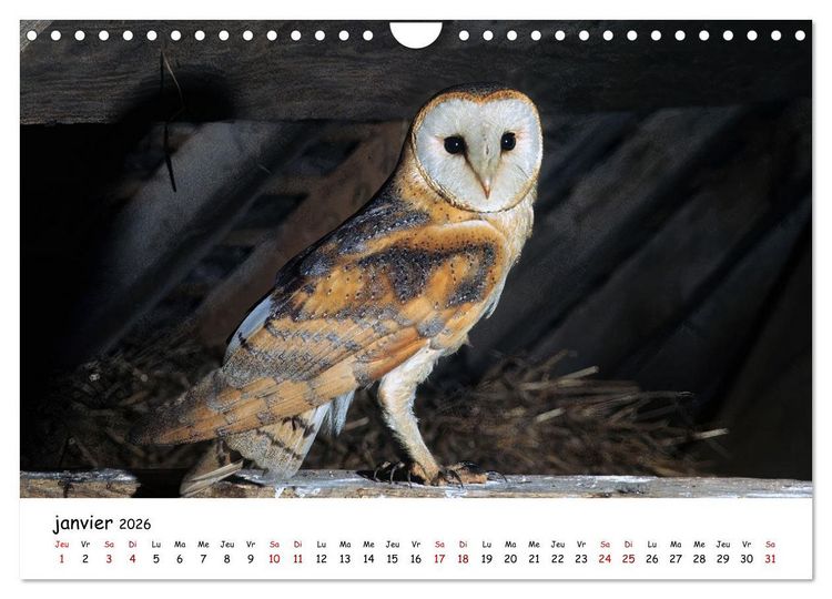 Produktbild: La vie des chouettes, les dames de la nuit (Calendrier mural 2026 DIN A4 vertical), CALVENDO calendrier mensuel