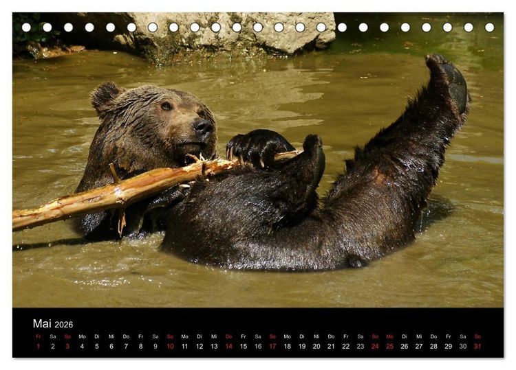 Produktbild: B&auml;ren im Nationalpark Bayerischer Wald (Tischkalender 2026 DIN A5 quer), CALVENDO Monatskalender