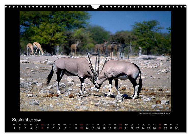Produktbild: Wildtiere im Etosha Nationalpark (Wandkalender 2026 DIN A3 quer), CALVENDO Monatskalender