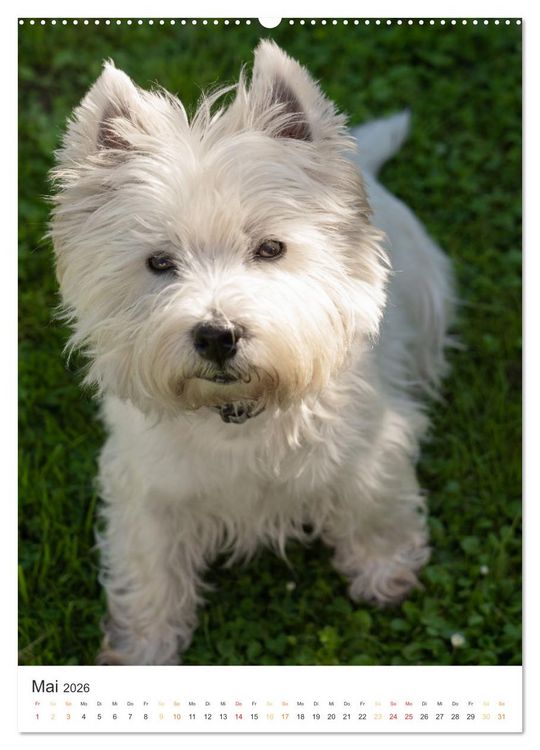 Produktbild: Der Westie - Portrait eines West Highland White Terriers (Wandkalender 2026 DIN A2 hoch), CALVENDO Monatskalender
