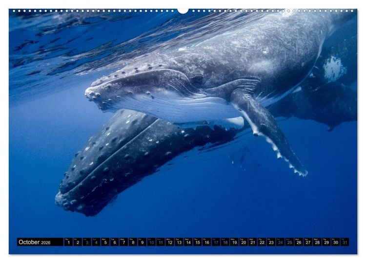Produktbild: A Whale of a Year (High Quality Premium Wall Calendar 2026 DIN A2 landscape),CALVENDO 12 Month Wall Calendar