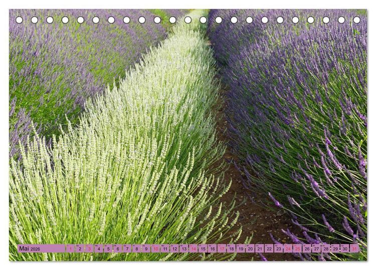 Produktbild: Farbzauber Lavendel (Tischkalender 2026 DIN A5 quer), CALVENDO Monatskalender