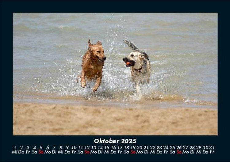 Produktbild: Der Hundekalender 2025 Fotokalender DIN A5