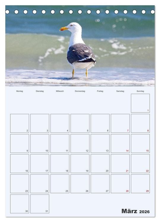 Produktbild: Wildes Leben auf Helgoland (Tischkalender 2026 DIN A5 hoch), CALVENDO Monatskalender