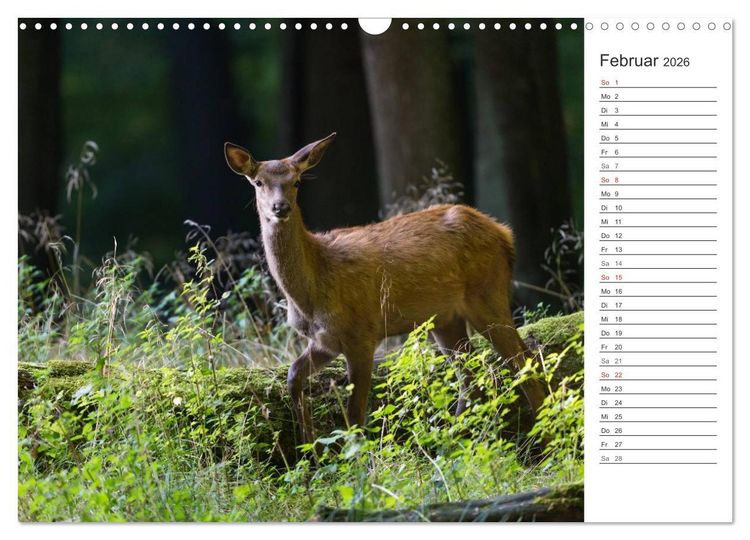 Produktbild: Emotionale Momente: Hirschbrunft. Part II. (Wandkalender 2026 DIN A3 quer), CALVENDO Monatskalender
