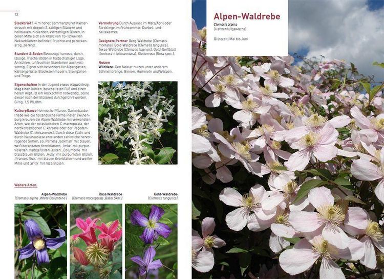 Produktbild: Kletterpflanzen und Bodendecker