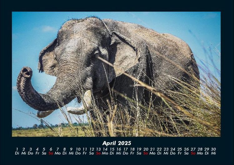 Produktbild: Tierkalender 2025 Fotokalender DIN A4
