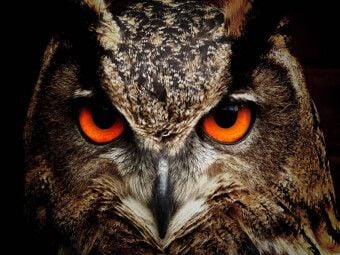 Produktbild: CALVENDO Puzzle Ein Bild aus dem Kalender Eulen - Augen der Nacht | 1000 Teile Lege-Gr&ouml;&szlig;e 64x48cm Foto-Puzzle f&uuml;r gl&uuml;ckliche Stunden
