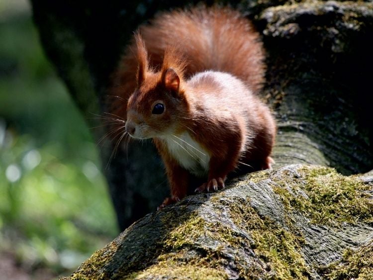 Produktbild: CALVENDO Puzzle Eichh&ouml;rnchen im Licht | 1000 Teile Lege-Gr&ouml;&szlig;e 64x48cm Foto-Puzzle f&uuml;r gl&uuml;ckliche Stunden