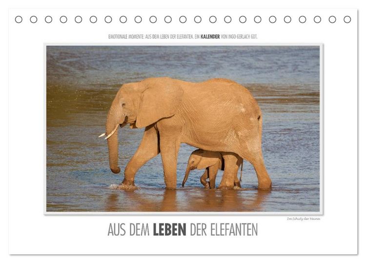 Produktbild: Emotionale Momente: Aus dem Leben der Elefanten. / CH-Version (Tischkalender 2026 DIN A5 quer), CALVENDO Monatskalender