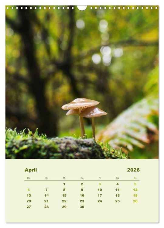 Produktbild: Wundersame Welt der Pilze (Wandkalender 2026 DIN A3 hoch), CALVENDO Monatskalender