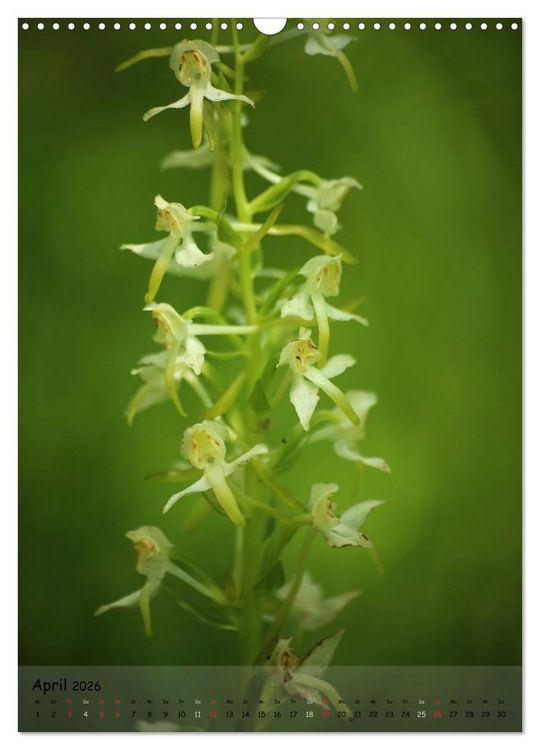 Produktbild: Juwelen der Natur - Ein Orchideensommer (Wandkalender 2026 DIN A3 hoch), CALVENDO Monatskalender