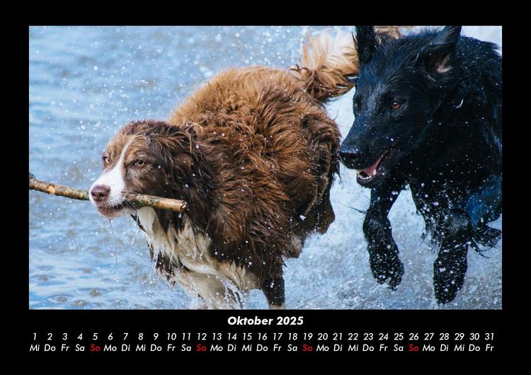Produktbild: Hunde 2025 Fotokalender DIN A3