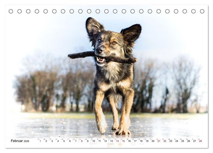 Produktbild: Ein Hundejahr in Bildern (Tischkalender 2026 DIN A5 quer), CALVENDO Monatskalender