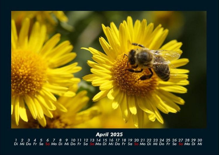 Produktbild: Bienen 2025 Fotokalender DIN A4