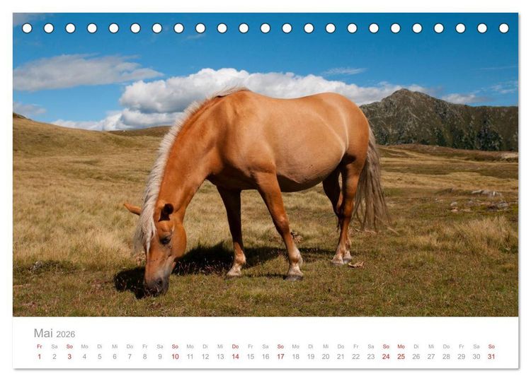 Produktbild: Pferde - In nat&uuml;rlicher Umgebung (Tischkalender 2026 DIN A5 quer), CALVENDO Monatskalender