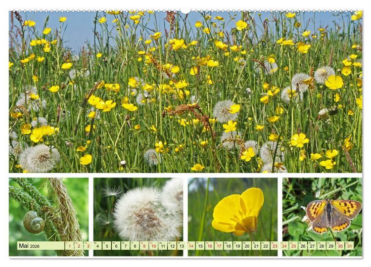 Produktbild: Bl&uuml;tenmeer am Wegesrand (hochwertiger Premium Wandkalender 2026 DIN A2 quer), Kunstdruck in Hochglanz