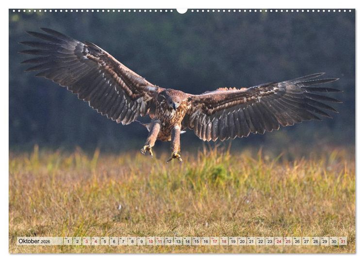 Produktbild: Majest&auml;tische Seeadler (hochwertiger Premium Wandkalender 2026 DIN A2 quer), Kunstdruck in Hochglanz