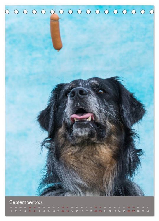 Produktbild: Hundegesichter beim W&uuml;rstchenschnappen (Tischkalender 2026 DIN A5 hoch), CALVENDO Monatskalender