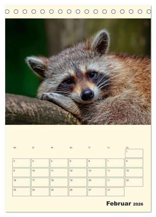 Produktbild: Drolliger Waschb&auml;r (Tischkalender 2026 DIN A5 hoch), CALVENDO Monatskalender
