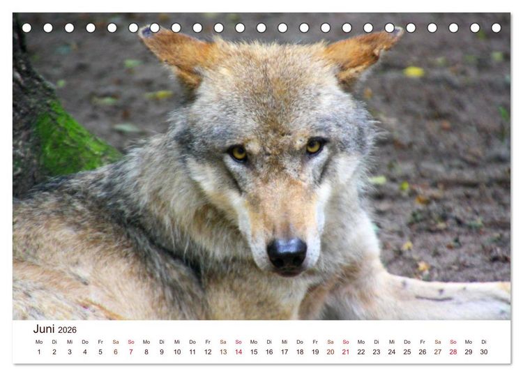 Produktbild: W&ouml;lfe 2026. Tierische Impressionen (Tischkalender 2026 DIN A5 quer), CALVENDO Monatskalender