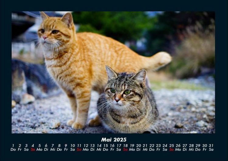Produktbild: F&uuml;r Katzenfreunde 2025 Fotokalender DIN A4