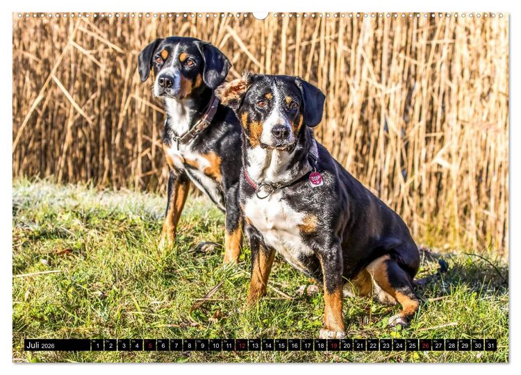 Produktbild: Entlebucher Sennenhund - treue Freunde (Wandkalender 2026 DIN A2 quer), CALVENDO Monatskalender