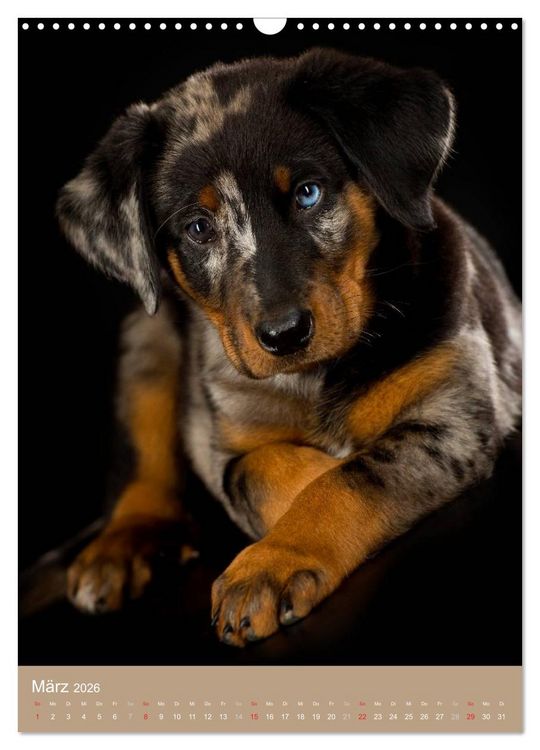 Produktbild: Hundekinder (Wandkalender 2026 DIN A3 hoch), CALVENDO Monatskalender