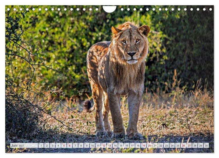 Produktbild: Afrikas Tierwelt - L&ouml;wen (Wandkalender 2027 DIN A4 quer), CALVENDO Monatskalender