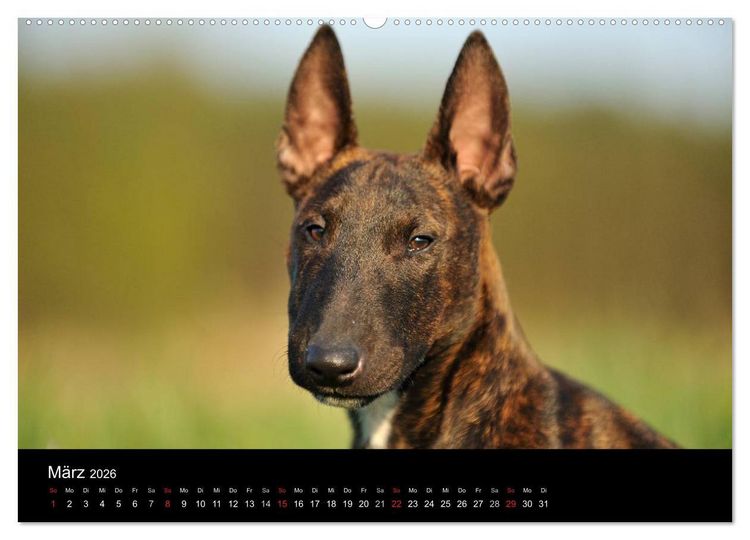 Produktbild: Bullterrier 2026 - Kleine Clowns mit gro&szlig;em Herz (hochwertiger Premium Wandkalender 2026 DIN A2 quer), Kunstdruck in Hochglanz