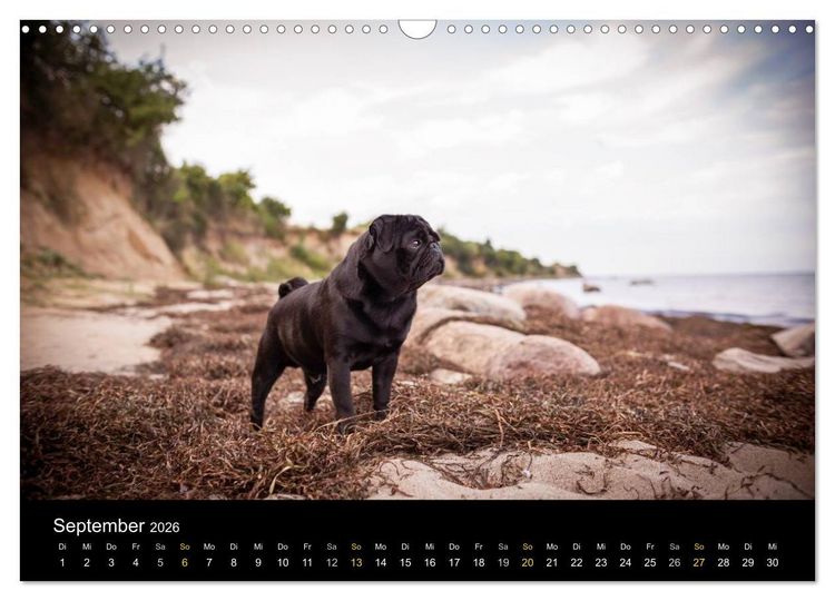 Produktbild: Diesel, der schwarze Mops (Wandkalender 2026 DIN A3 quer), CALVENDO Monatskalender