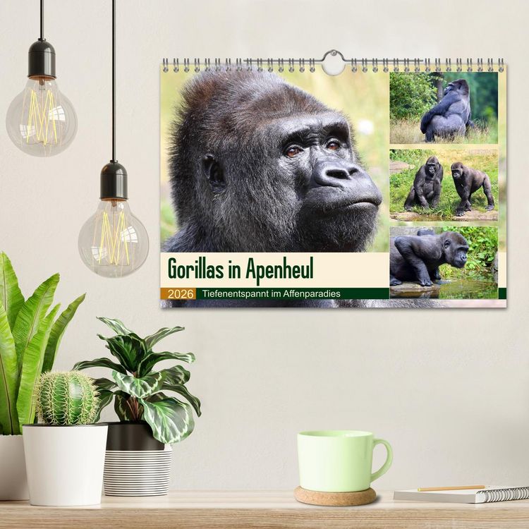 Produktbild: Flachlandgorillas in Apenheul (Wandkalender 2026 DIN A4 quer), CALVENDO Monatskalender