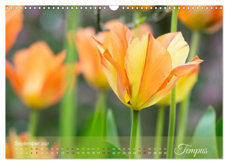 Produktbild: Tulipa et Verba &ndash; Tulpenbl&uuml;ten und stille W&ouml;rter (Wandkalender 2027 DIN A3 quer), CALVENDO Monatskalender