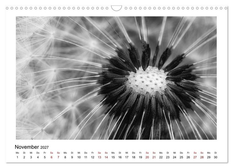 Produktbild: Die grafische Sch&ouml;nheit der Pflanzen &ndash; Schwarz-Wei&szlig; (Wandkalender 2027 DIN A3 quer), CALVENDO Monatskalender