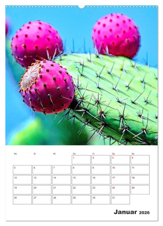 Produktbild: Dornige Sch&ouml;nheiten - Kakteen und Sukkulenten (Wandkalender 2026 DIN A2 hoch), CALVENDO Monatskalender