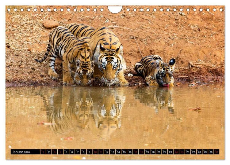 Produktbild: Indien - Im Reich des Tigers (Wandkalender 2026 DIN A4 quer), CALVENDO Monatskalender