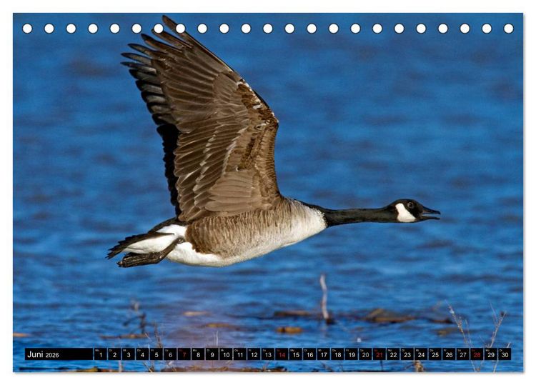 Produktbild: KANADA-GANS - Der 'hupende' Vogel (Tischkalender 2026 DIN A5 quer), CALVENDO Monatskalender