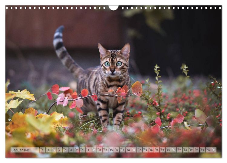 Produktbild: Wildes Wohnzimmer - Die Bengalkatze (Wandkalender 2026 DIN A3 quer), CALVENDO Monatskalender