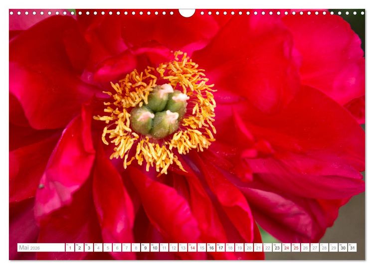 Produktbild: Pfingstrosentraum (Wandkalender 2026 DIN A3 quer), CALVENDO Monatskalender