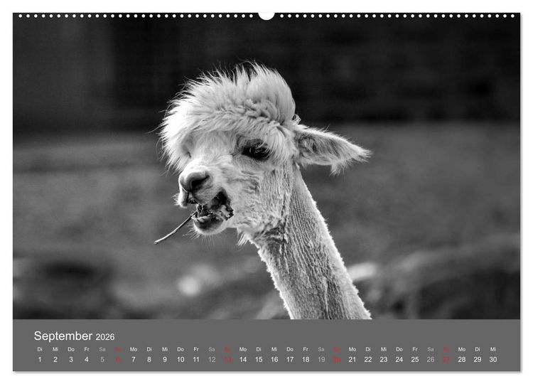 Produktbild: Tierische Augenblicke in Schwarz-Wei&szlig; (hochwertiger Premium Wandkalender 2026 DIN A2 quer), Kunstdruck in Hochglanz