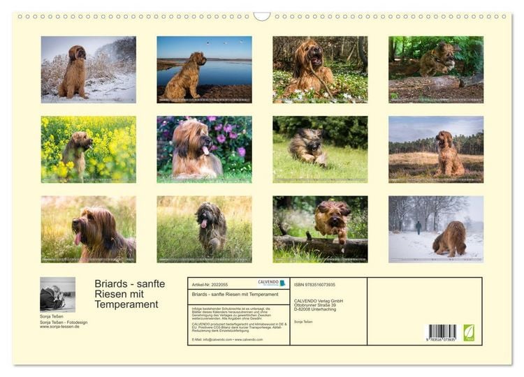 Produktbild: Briards - sanfte Riesen mit Temperament (Wandkalender 2026 DIN A2 quer), CALVENDO Monatskalender