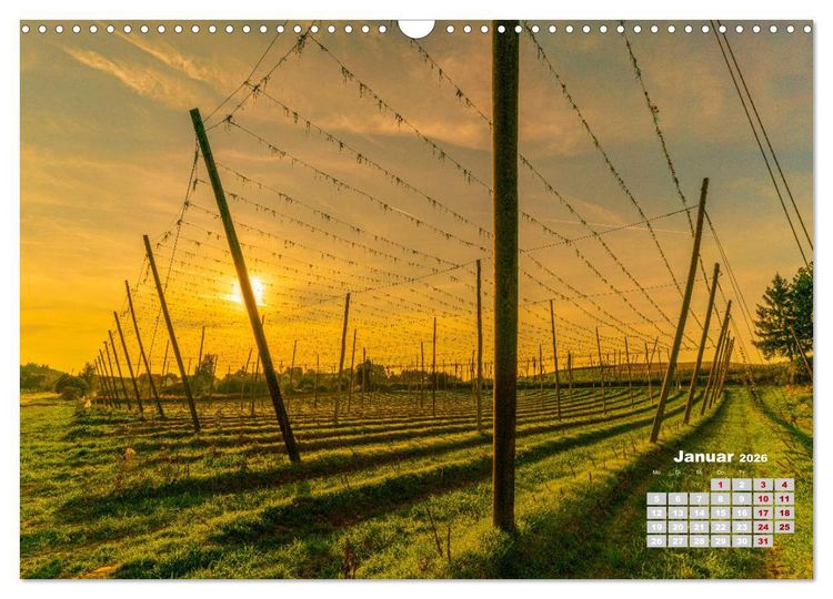 Produktbild: Hopfenland Holledau (Wandkalender 2026 DIN A3 quer), CALVENDO Monatskalender
