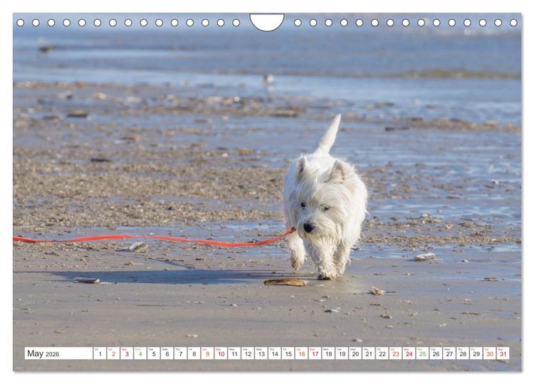 Produktbild: West Highland White Terrier - Your charming companion (Wall Calendar 2026 DIN A4 landscape), CALVENDO 12 Month Wall Calendar